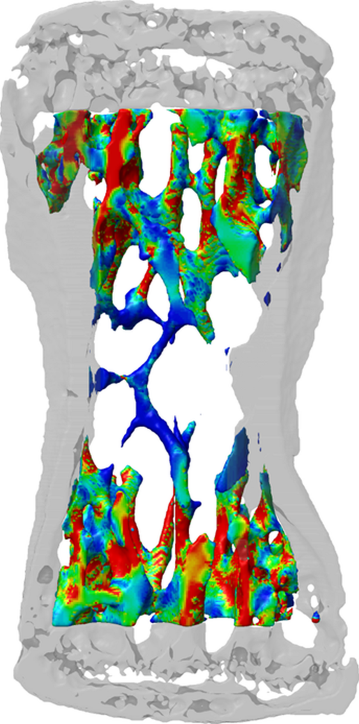 Mechanical stimulus crucial for bone development CSCS