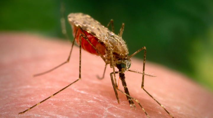 The Anopheles arabiensis mosquito is a known carrier of the pathogen causing malaria, the parasite Plasmodium falciparum. (Image credit: Wikimedia Commons, CDC/James Gathany)